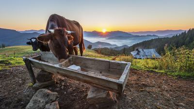 El futuro de las fuentes de alimentación del ganado