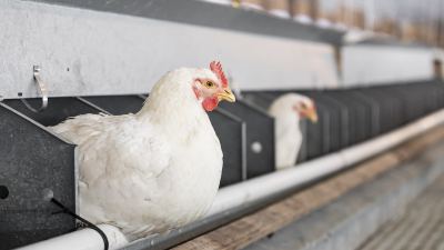 antibiotics in poultry