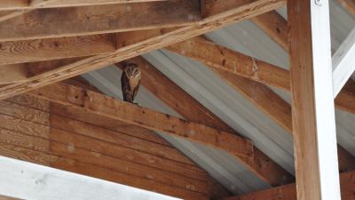 Horse Barn Owls 