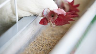 Микотоксины в птицеводстве