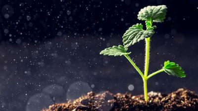 photo of a seedling