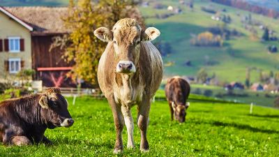 vacas en el campo