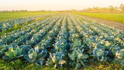 campo de cultivo