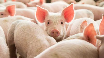 photo of a pig in a pig pen close-up