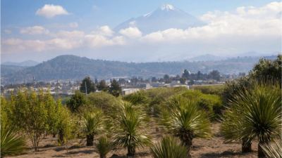 Optimizar la digestibilidad de los alimentos para las mascotas con la Yucca schidigera