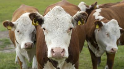 Vacas en el campo