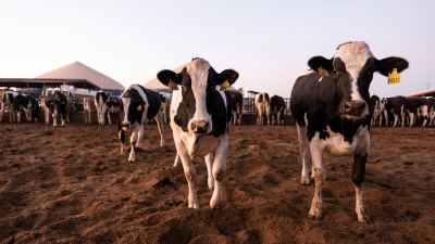 La verdad detrás de la ganadería y el cambio climático
