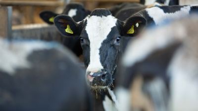 dairy cow looking at the camera