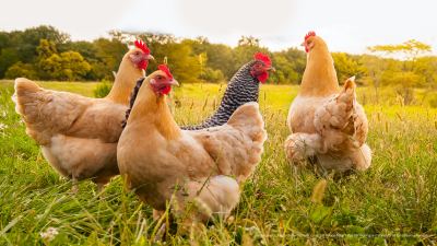 Gallinas en el campo