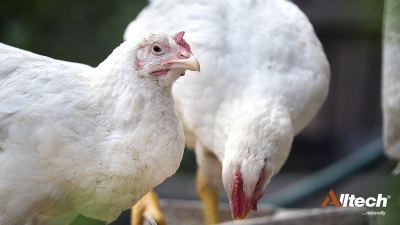 gallinas comiendo grano