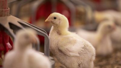 Poulet de chair