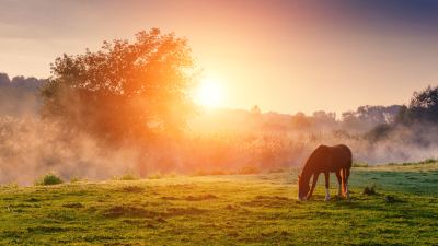 Horse in field