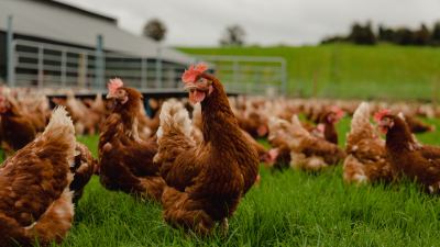 Cage-Free Seed Feed Weed