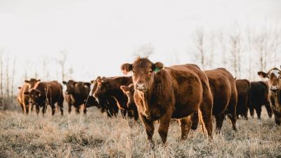 Photo of beef cattle