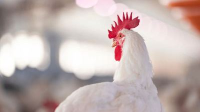 L'avenir des antibiotiques dans l'alimentation des volailles