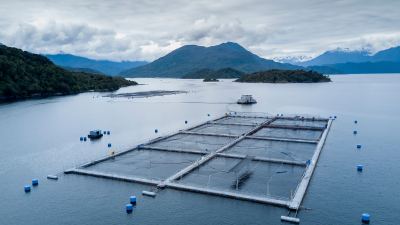 Salmón chileno: Cómo ser más rentable en una industria en expansión