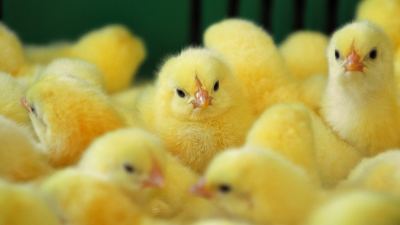 Влияние микотоксинов и адсорбента на бройлеров