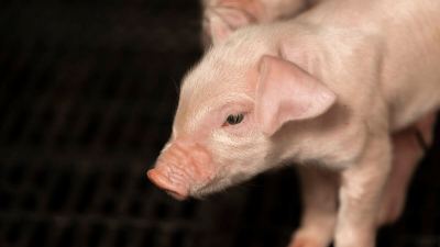 health challenged pig