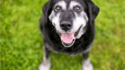 Combatir la inflamación en los perros con micronutrientes
