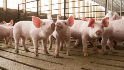 Dietas sin óxido de zinc para lechones: Un enfoque holístico