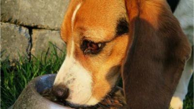 Olfateando los ingredientes: La trazabilidad en los alimentos para mascotas