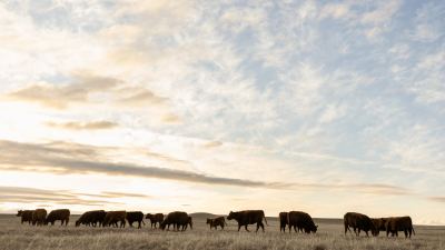 beef cattle