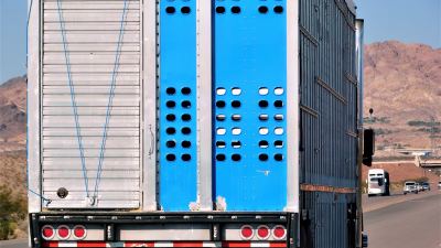 Cómo prevenir el estrés del transporte en el ganado