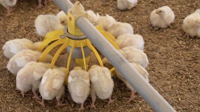 chicks eating