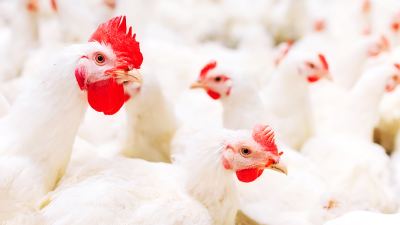 Micotoxinas en aves