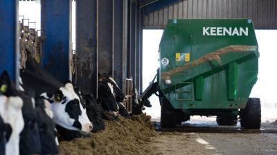 Cows at feed face