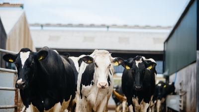 Dairy cows