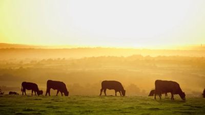 Alltech is partnering with Archbold Expeditions to conduct research at Buck Island Ranch, a beef cattle ranch in Florida. The alliance is unlocking new knowledge of the soil microbiome, carbon sequestration, optimizing nutrition and improving production. 