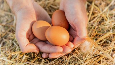 Insights-from-Noble-Foods-sustainable-poultry-strategy