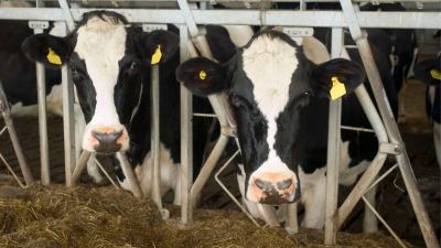 dairy cows