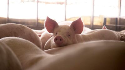 Pigs in pin