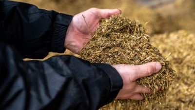 Image of TMR in farmer's hands