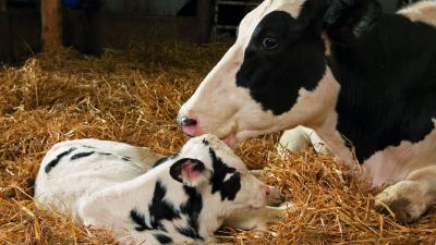 bezerro e vaca