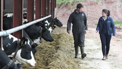 on farm cattle