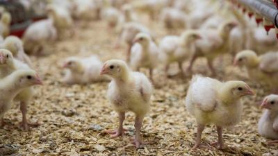 chickens