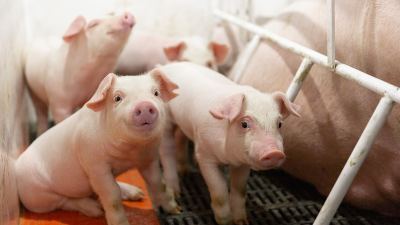 Pigs