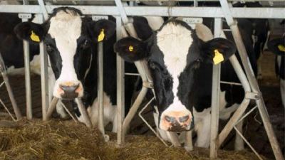 vacas leiteiras com selênio orgânico