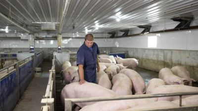 Brasil tem tecnologia para alcançar a tendência de produção animal livre de antibiótico