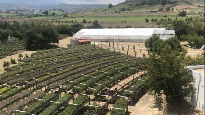 Alltech works with local farmers to harvest and replenish yucca plants in Sérdan, Mexico.