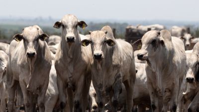 Bovinocultura de Mato Grosso cresce com eficiência, rentabilidade e sustentabilidade