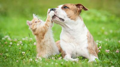 Ciência confirma eficácia de tecnologias nutricionais para saúde intestinal dos pets