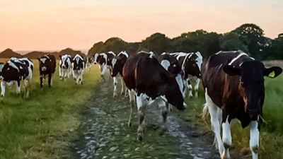 Image of cows on grass