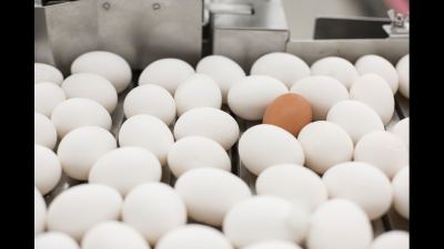 Alltech Egg Quality
