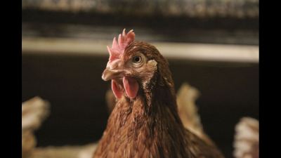 Poultry Articles