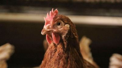 Cómo abordar la resistencia a los antimicrobianos desde la avicultura