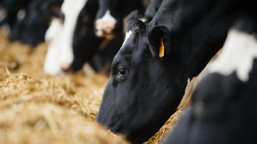 Dairy cows at feed face